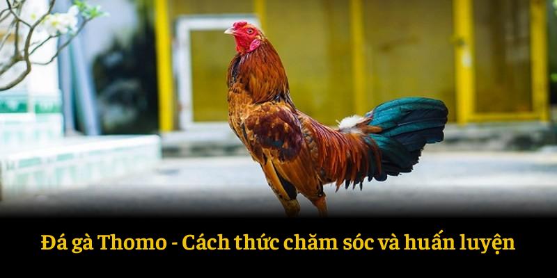 Cách thức chăm sóc và huấn luyện