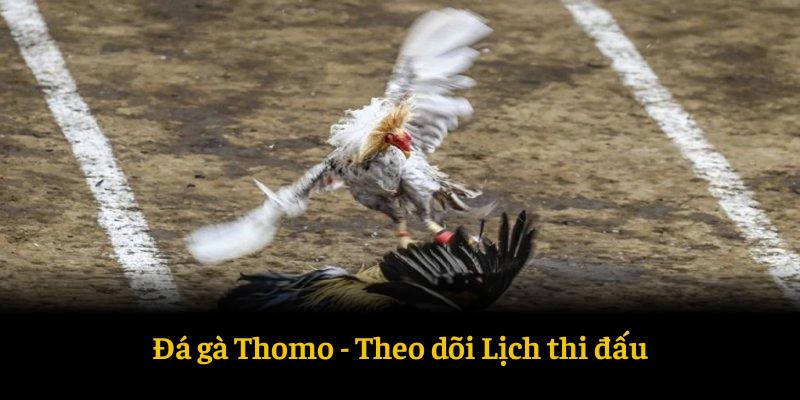 Lịch thi đấu đá gà thomo và cách theo dõi