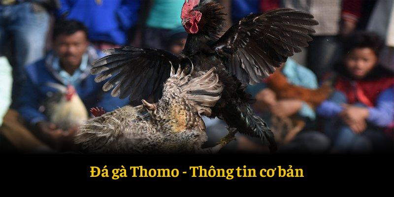 Đá gà thomo - thông tin cơ bản