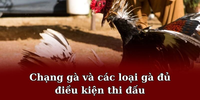 Quy định về hạng cân và các giống gà đủ điều kiện tham gia